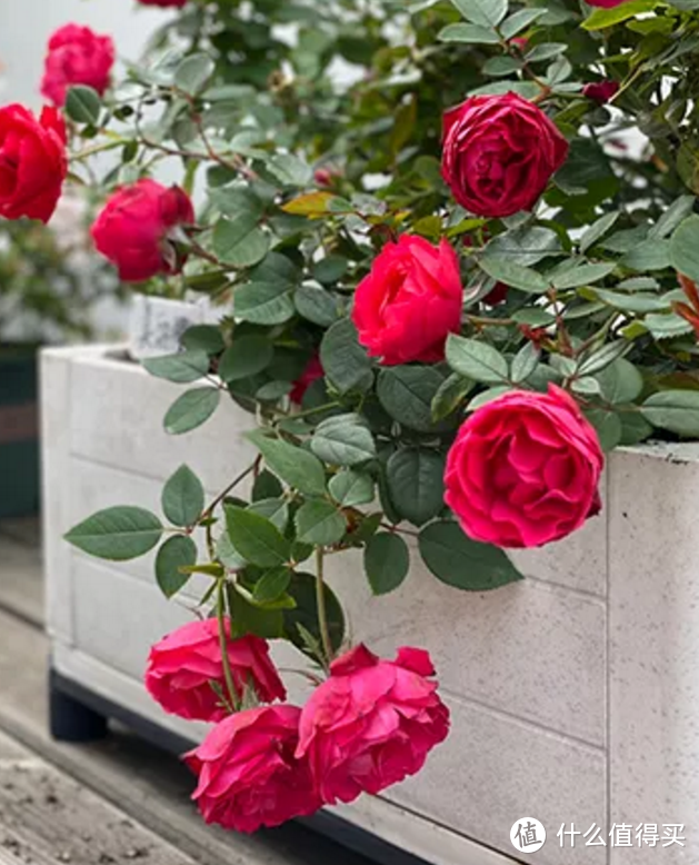 可BBQ，可种菜，中国好院子这样设计！（上）